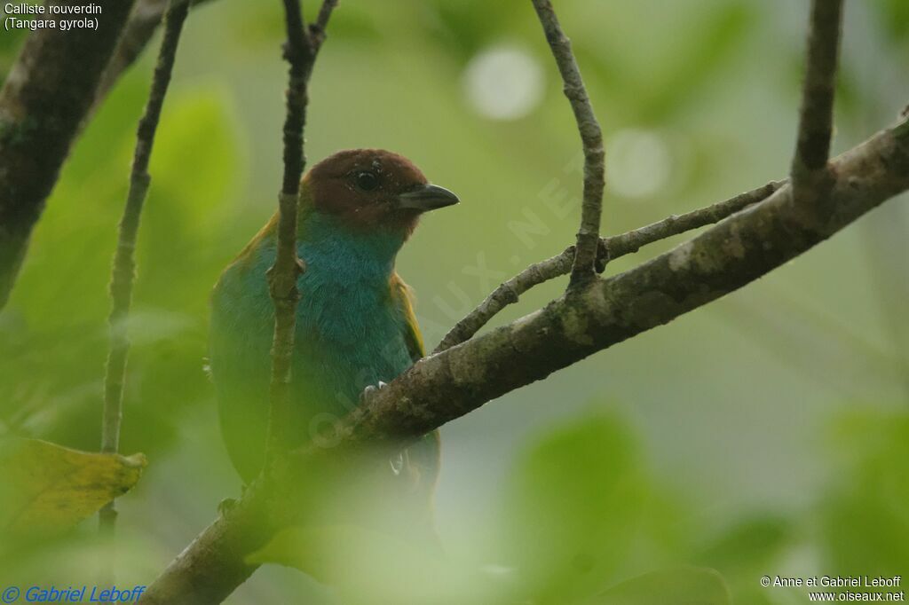 Bay-headed Tanager male adult