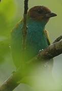 Bay-headed Tanager