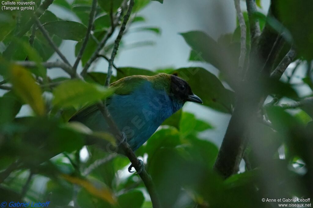 Bay-headed Tanageradult