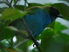 Bay-headed Tanager