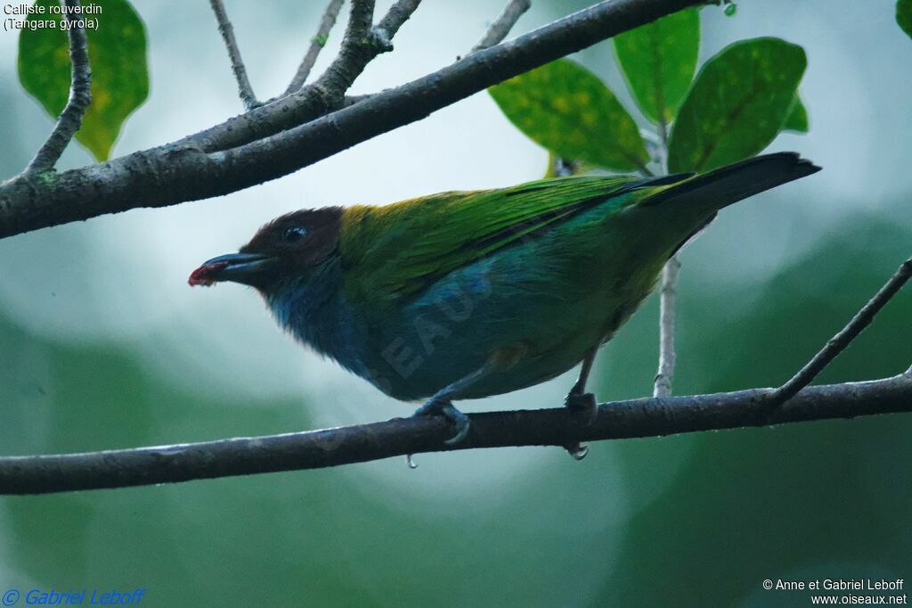 Bay-headed Tanager