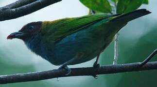 Bay-headed Tanager