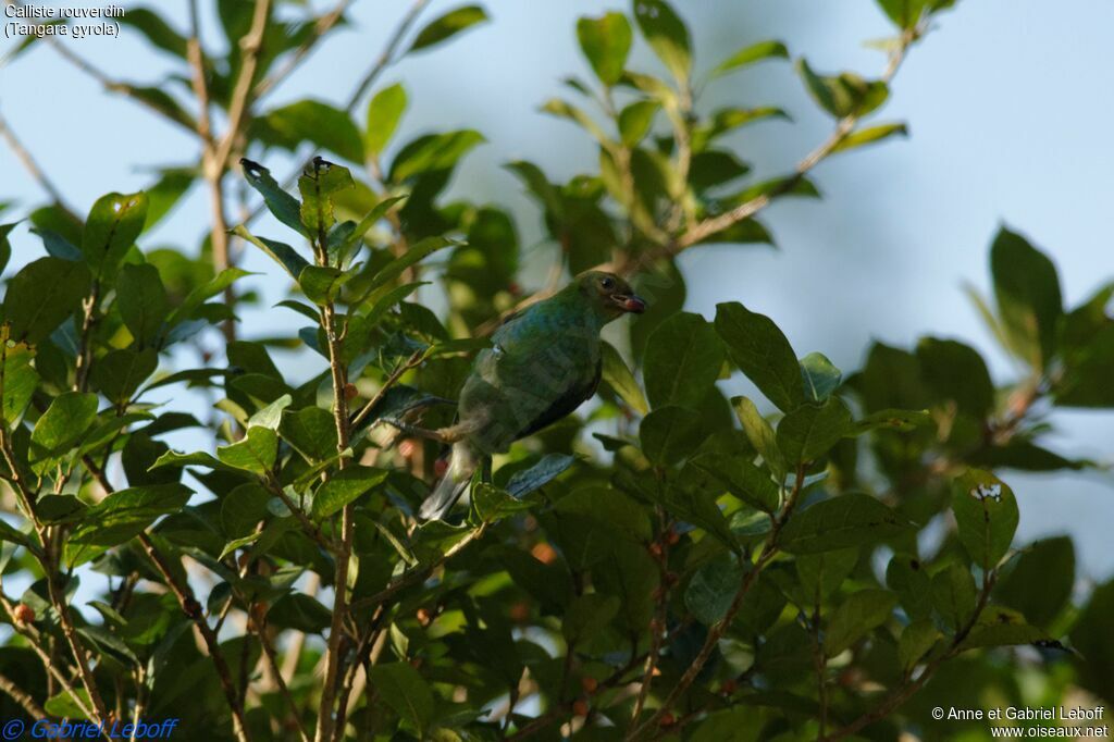 Bay-headed Tanager