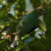 Bay-headed Tanager