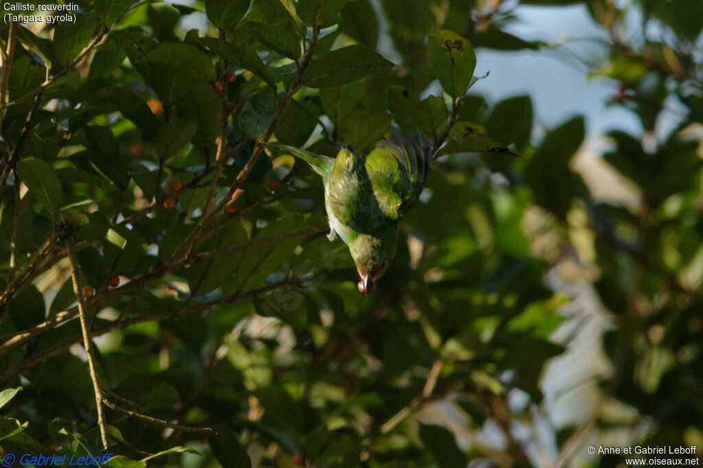 Bay-headed Tanager