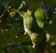 Bay-headed Tanager