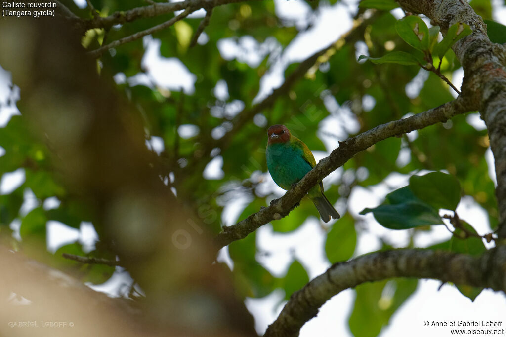 Bay-headed Tanager male