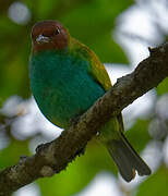 Bay-headed Tanager