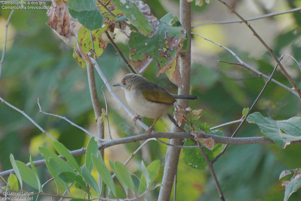 Camaroptère à dos gris