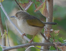 Grey-backed Camaroptera