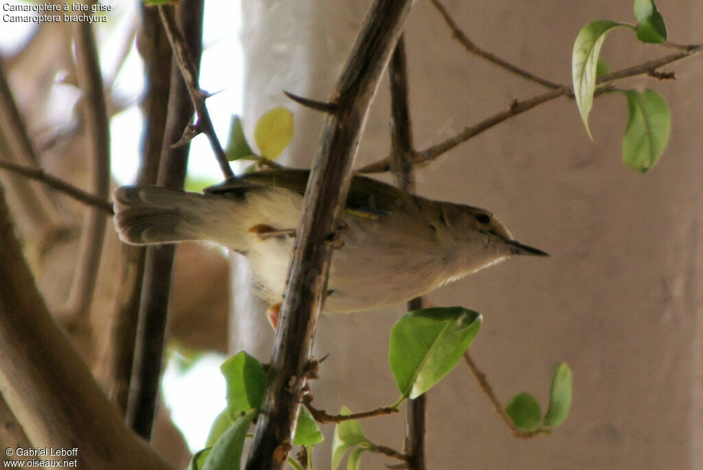 Green-backed Camaroptera female