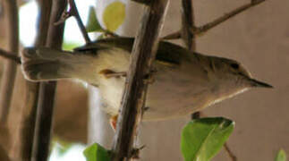 Green-backed Camaroptera