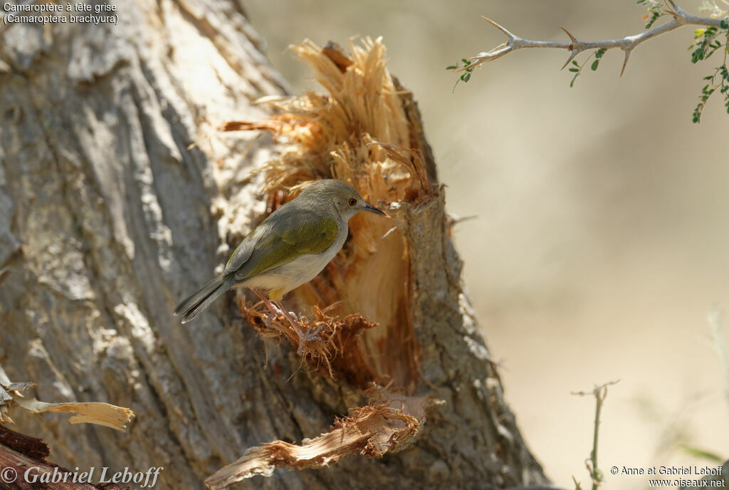 Green-backed Camaroptera