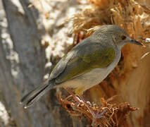 Green-backed Camaroptera