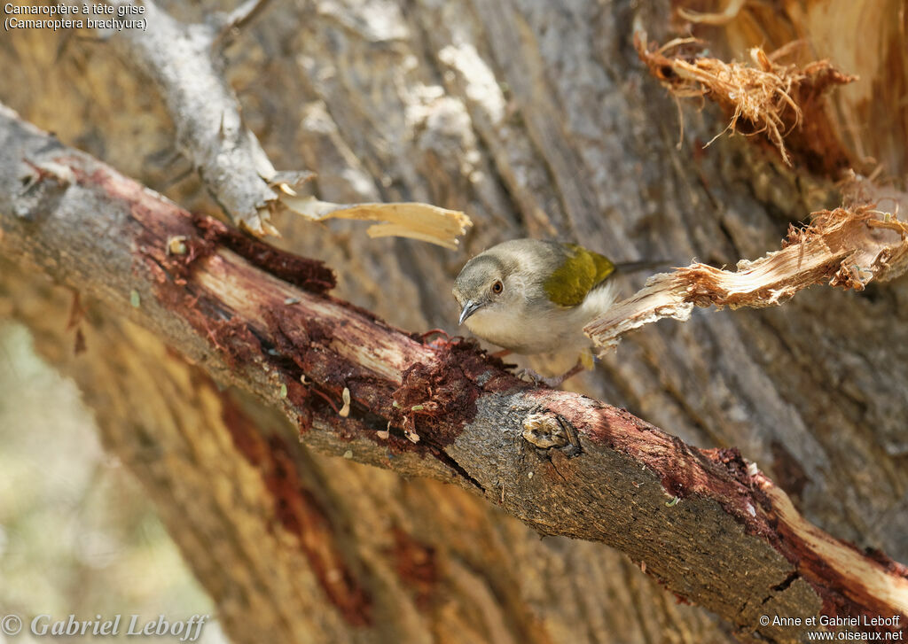 Green-backed Camaroptera