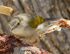 Green-backed Camaroptera