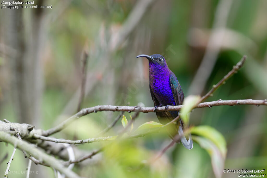 Campyloptère violet