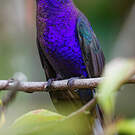 Campyloptère violet