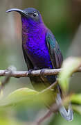 Violet Sabrewing