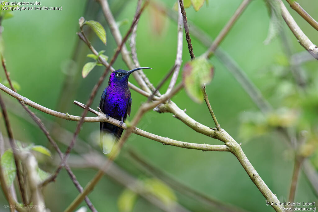 Campyloptère violet