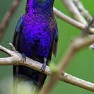 Campyloptère violet