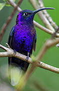 Violet Sabrewing