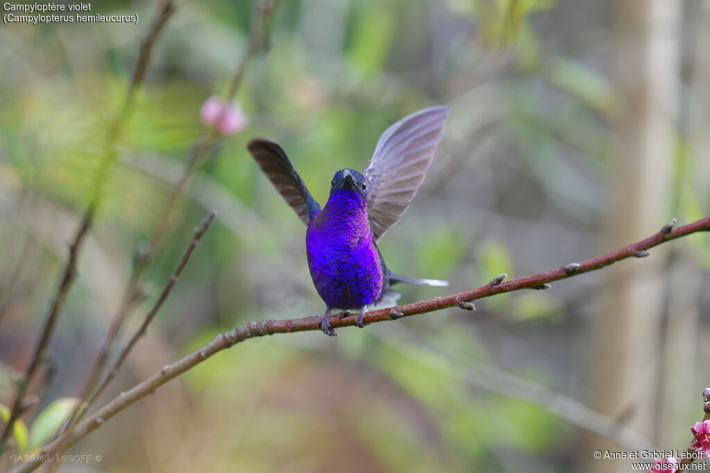 Campyloptère violet