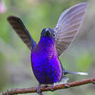Campyloptère violet