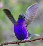 Violet Sabrewing