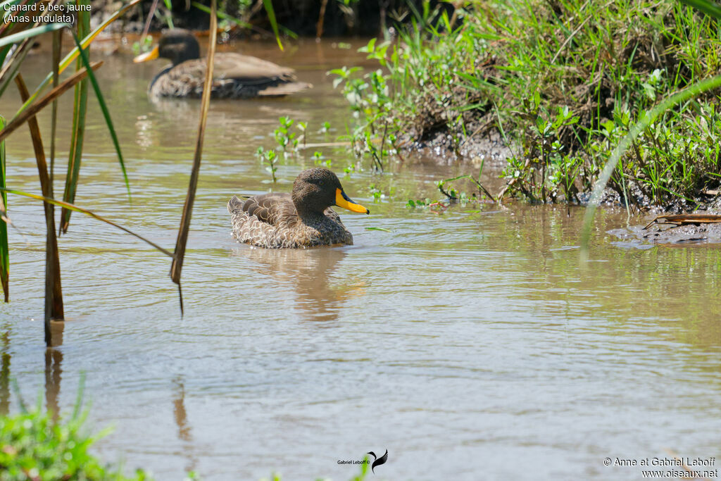 Yellow-billed Duck