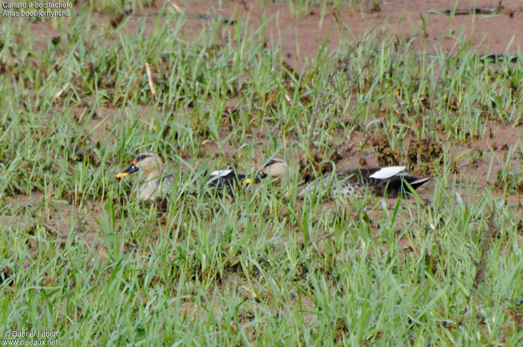 Canard à bec tacheté