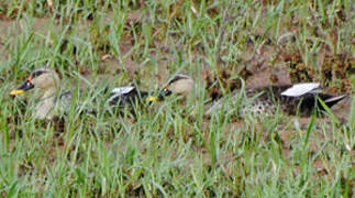 Indian Spot-billed Duck