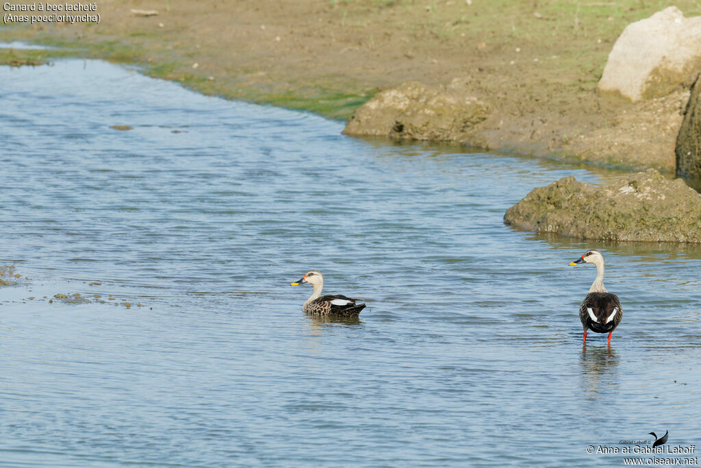 Indian Spot-billed Duck