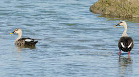 Canard à bec tacheté