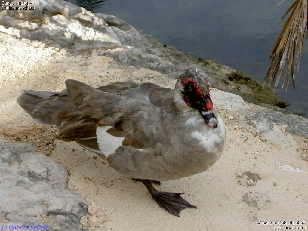 Muscovy Duck male