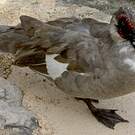 Canard musqué
