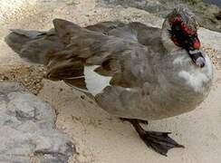 Muscovy Duck