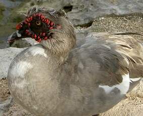 Canard musqué