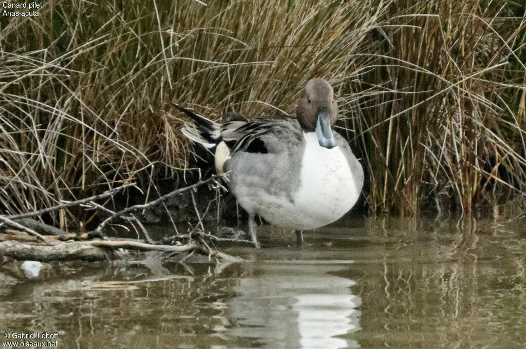 Canard pilet mâle adulte