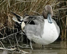 Northern Pintail