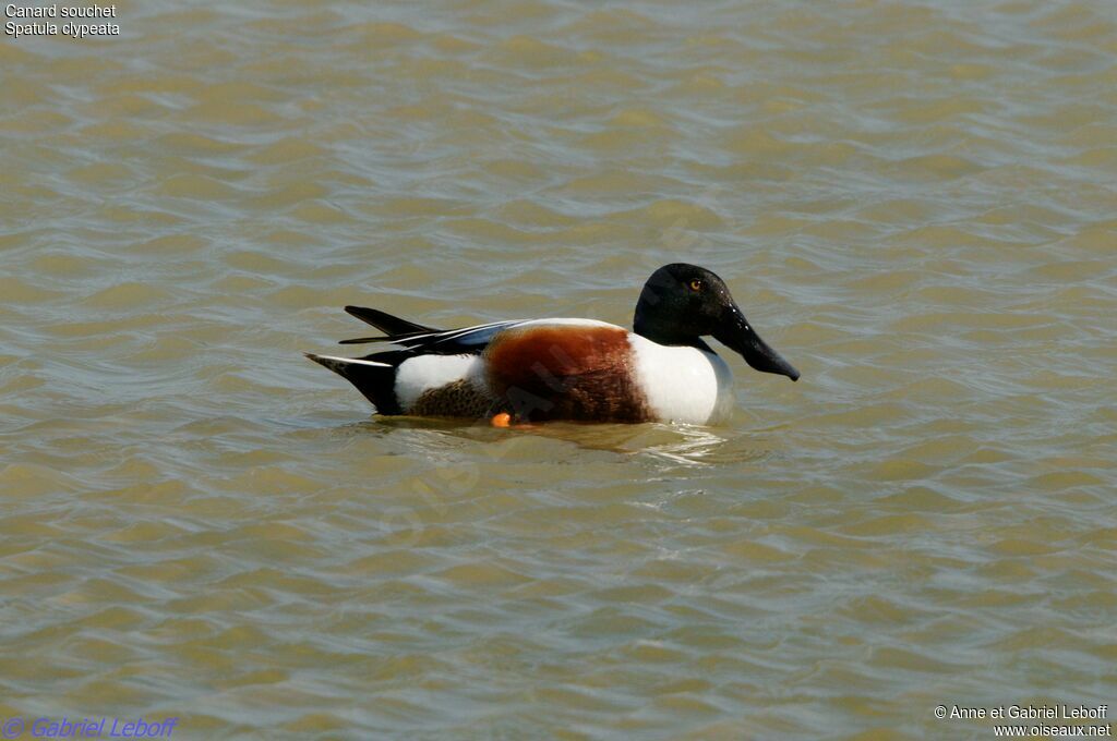 Canard souchet mâle