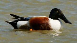 Northern Shoveler