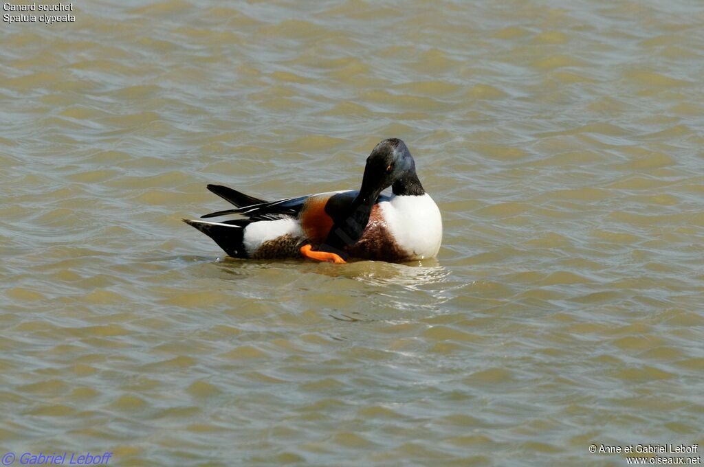 Canard souchet mâle