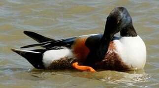 Northern Shoveler