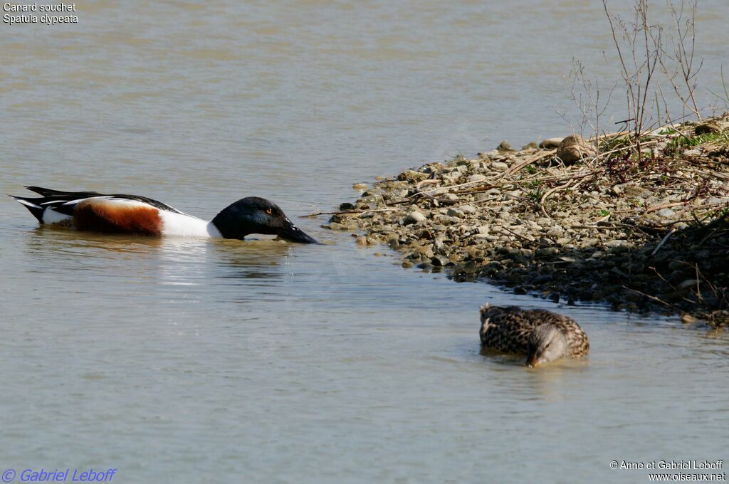 Canard souchet 