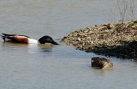 Northern Shoveler