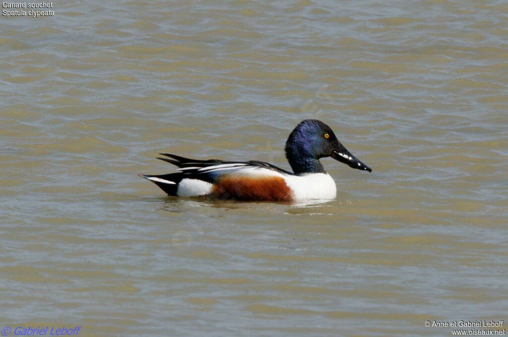 Canard souchet mâle