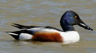 Northern Shoveler