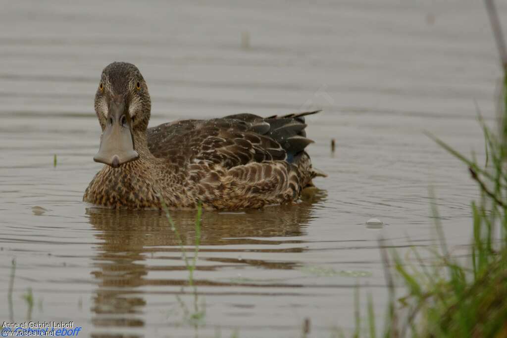 Canard souchet femelle 1ère année, identification