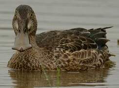 Northern Shoveler